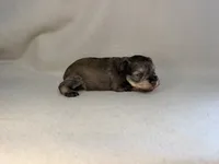 LV, a male Miniature Schnauzer for sale in Stilwell, OK – 2 of 6