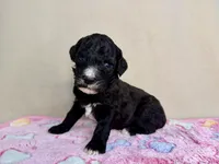 Halo, a female Poodle - Standard  for sale in Stilwell, OK – Photo 2 of 2