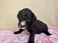 Halo, a female Poodle - Standard  for sale in Stilwell, OK – Photo 1 of 2