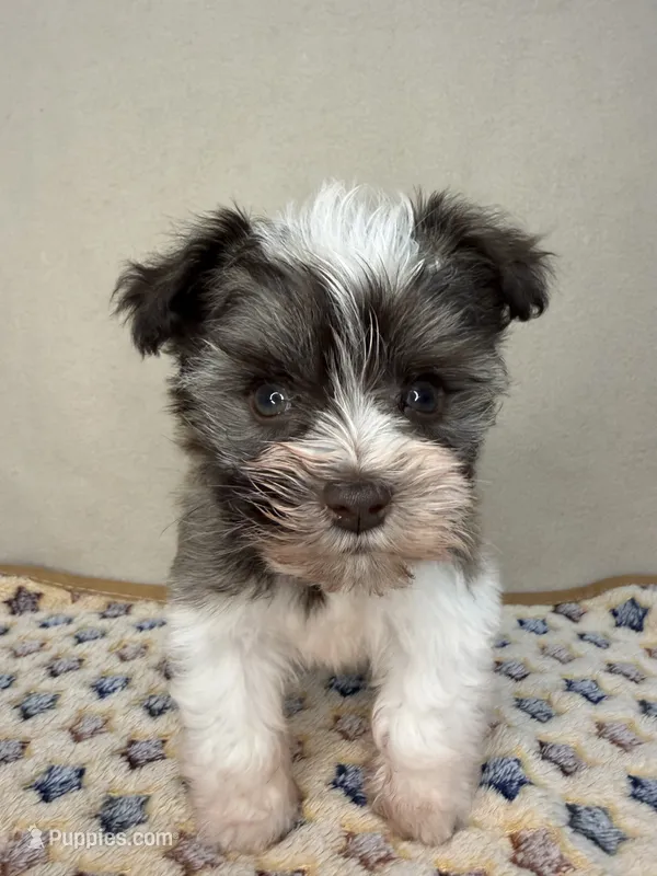 Dallas – Miniature Schnauzer puppy for sale in Stilwell, OK