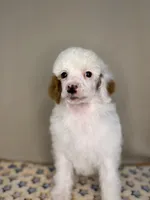 Dove, a female Poodle - Standard  for sale in Stilwell, OK – Photo 1 of 3