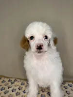 Dove, a female Poodle - Standard  for sale in Stilwell, OK – Photo 3 of 3