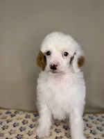 Dove, a female Poodle - Standard  for sale in Stilwell, OK – Photo 2 of 3
