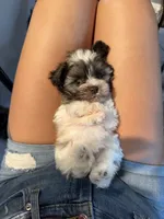 Dallas, a male Miniature Schnauzer for sale in Stilwell, OK – 2 of 4