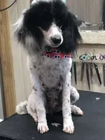 Armine, a female Poodle - Standard  for sale in Stilwell, OK – Photo 2 of 4