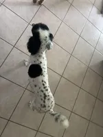 Armine, a female Poodle - Standard  for sale in Stilwell, OK – Photo 3 of 4