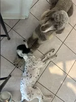 Armine, a female Poodle - Standard  for sale in Stilwell, OK – Photo 4 of 4