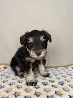 Denver, a female Miniature Schnauzer for sale in Stilwell, OK – 3 of 3