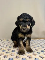 Ash, a male Poodle - Standard  for sale in Stilwell, OK – Photo 2 of 2