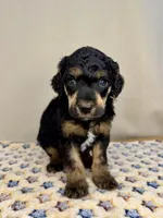 Ash, a male Poodle - Standard  for sale in Stilwell, OK – Photo 1 of 2