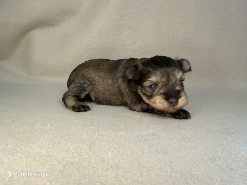 LV – Miniature Schnauzer puppy for sale in Stilwell, OK