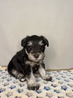 Denver, a female Miniature Schnauzer for sale in Stilwell, OK – 2 of 3