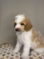 North, a male Poodle - Standard  for sale in Stilwell, OK – Photo 2 of 4