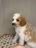 North, a male Poodle - Standard  for sale in Stilwell, OK – Photo 4 of 4