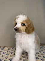 North, a male Poodle - Standard  for sale in Stilwell, OK – Photo 3 of 4