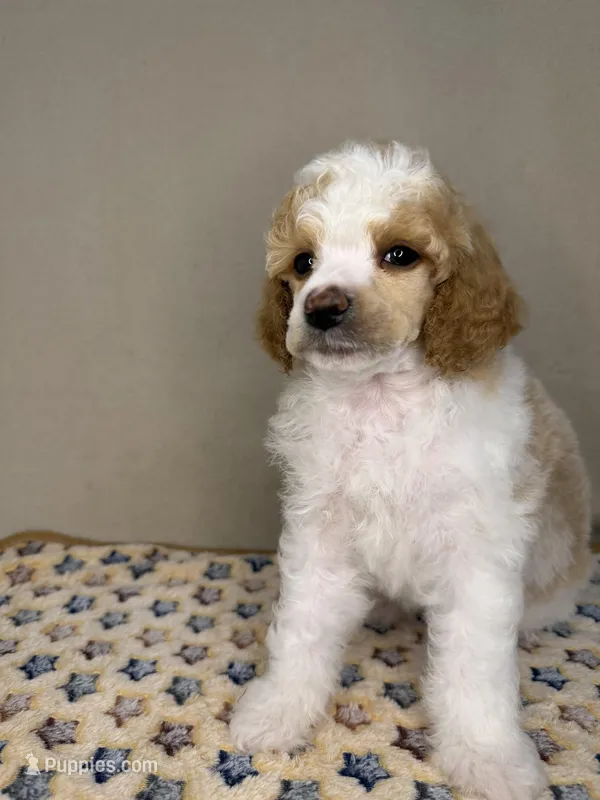 North – Poodle - Standard  puppy for sale in Stilwell, OK