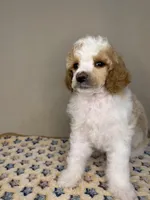 North, a male Poodle - Standard  for sale in Stilwell, OK – Photo 1 of 4