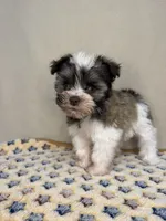 Dallas, a male Miniature Schnauzer for sale in Stilwell, OK – 3 of 4