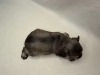 LV, a male Miniature Schnauzer for sale in Stilwell, OK – 5 of 6