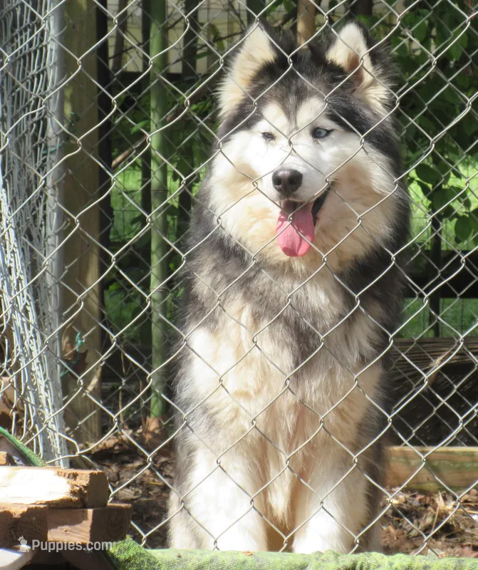 Wooly Leo – Siberian Husky puppy for sale in Denver, NC