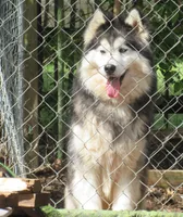 Wooly Leo, a male Siberian Husky for sale in Denver, NC – 1 of 5