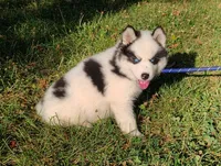 Wooly Piebald, a male Siberian Husky for sale in Denver, NC – 5 of 6