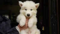 Wooly White Boy, a male Siberian Husky for sale in Denver, NC – 2 of 3