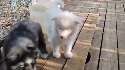 Wooly Black Boy, a male Siberian Husky for sale in Denver, NC – 10 of 10