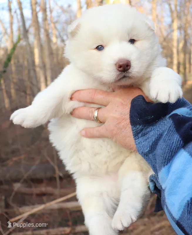 Wooly White Boy – Siberian Husky puppy for sale in Denver, NC