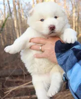 Wooly White Boy, a male Siberian Husky for sale in Denver, NC – 1 of 2