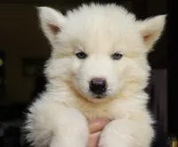 Wooly White Boy, a male Siberian Husky for sale in Denver, NC – 1 of 3