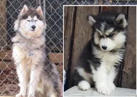 Wooly Leo, a male Siberian Husky for sale in Denver, NC – 2 of 5