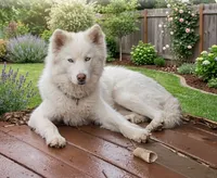 Wooly Whitie, a male Siberian Husky for sale in Denver, NC – 5 of 6