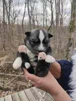 Wooly Black Boy, a male Siberian Husky for sale in Denver, NC – Photo 7 of 10