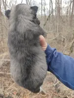 Wooly Black Boy, a male Siberian Husky for sale in Denver, NC – Photo 9 of 10