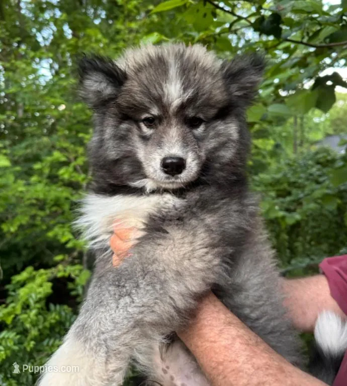 Wooly Black Boy – Siberian Husky puppy for sale in Denver, NC