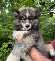 Wooly Black Boy, a male Siberian Husky for sale in Denver, NC – 1 of 10