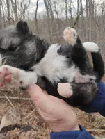 Wooly Black Boy, a male Siberian Husky for sale in Denver, NC – Photo 6 of 10