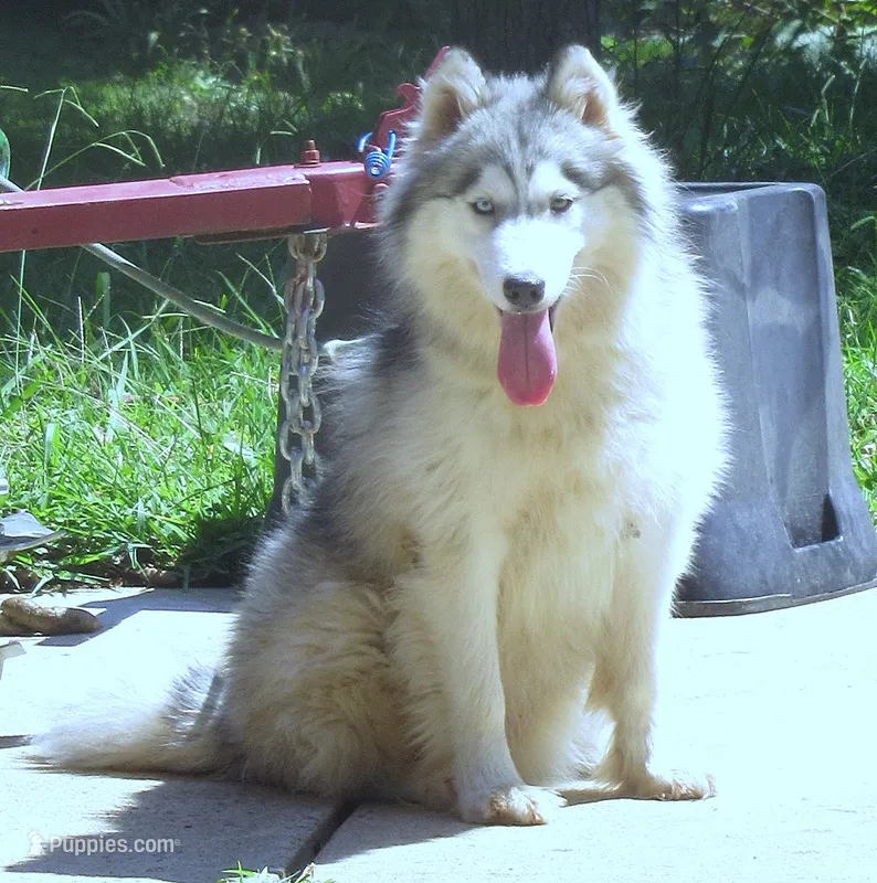 Wooly Black Boy – Siberian Husky puppy for sale in Denver, NC