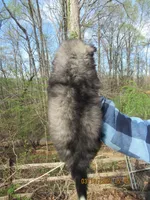 Wooly Black Boy, a male Siberian Husky for sale in Denver, NC – Photo 5 of 8