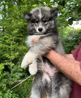 Wooly Black Boy, a male Siberian Husky for sale in Denver, NC – 4 of 10