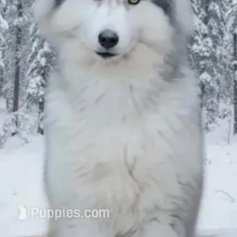 Wooly Black Boy, a male Siberian Husky for sale in Denver, NC – Photo 4 of 8