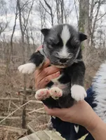 Wooly Black Boy, a male Siberian Husky for sale in Denver, NC – Photo 5 of 10