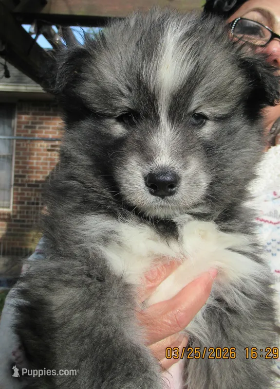 Wooly Black Boy – Siberian Husky puppy for sale in Denver, NC