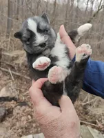 Wooly Black Boy, a male Siberian Husky for sale in Denver, NC – Photo 10 of 10