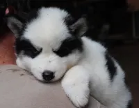 Wooly Piebald, a male Siberian Husky for sale in Denver, NC – 2 of 6