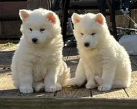 Wooly Whitie, a male Siberian Husky for sale in Denver, NC – 2 of 6