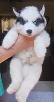 Wooly Piebald, a male Siberian Husky for sale in Denver, NC – 3 of 6