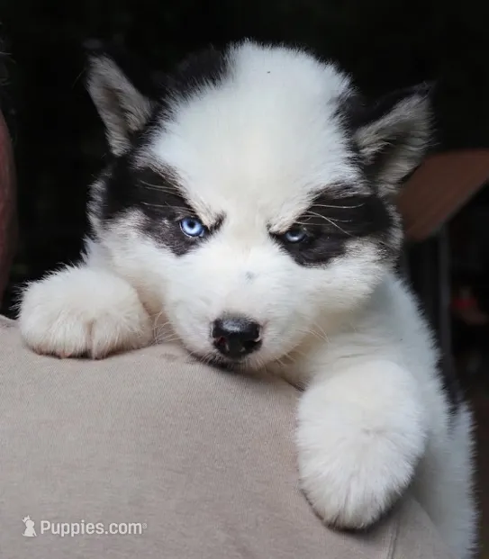 Wooly Piebald – Siberian Husky puppy for sale in Denver, NC