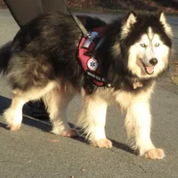 Wooly Prince, a male Siberian Husky for sale in Denver, NC – Photo 5 of 9